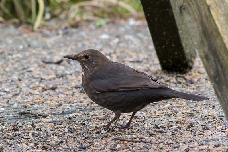 20150207-merelvrouw