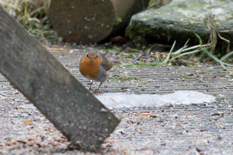 20150207-roodborst