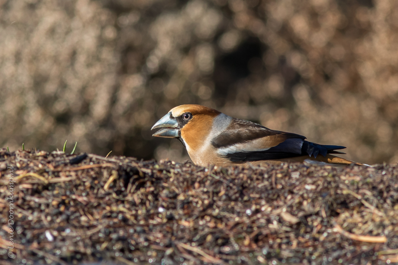 20150218-appelvink