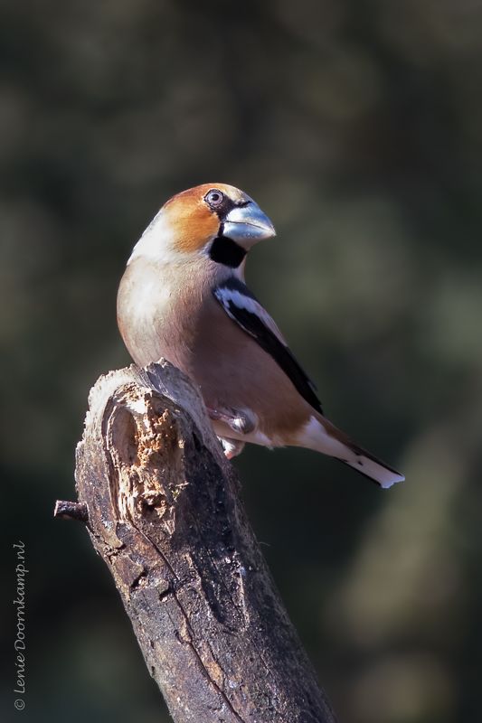 20150218-appelvink2