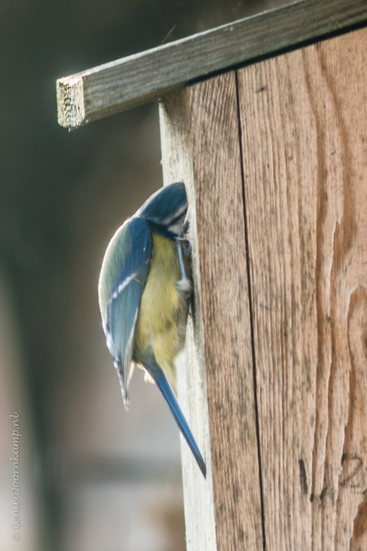 20150216-nestkastinspectie