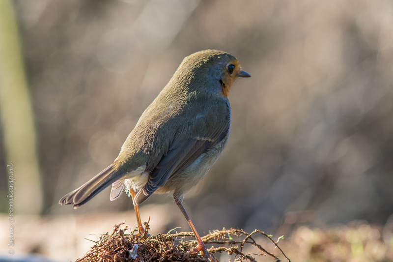 20150218-roodborst