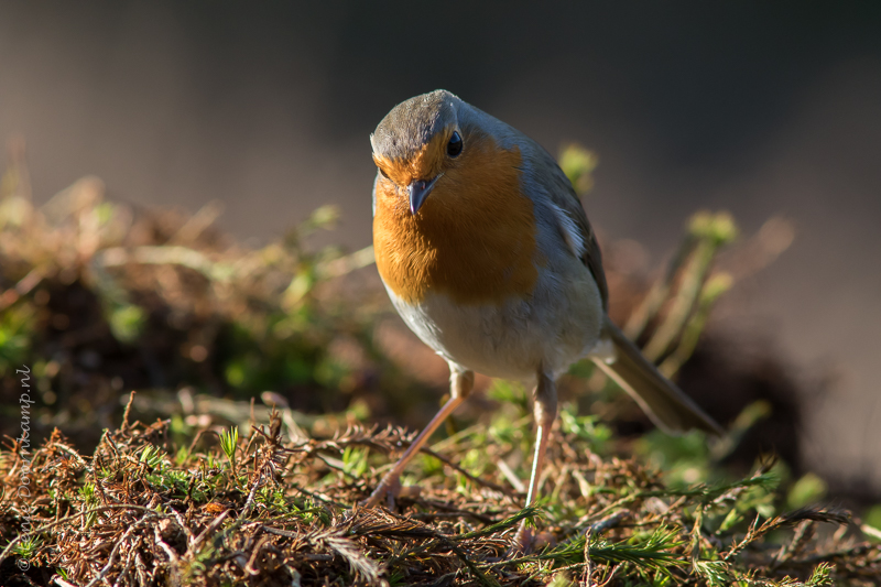 20150218-roodborst2