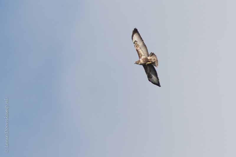 20150222-buizerd