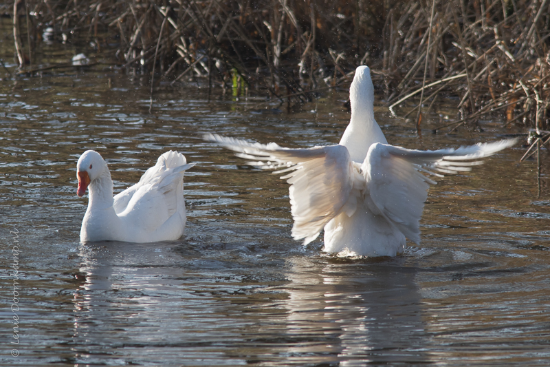 20150222-ganzenspel-2