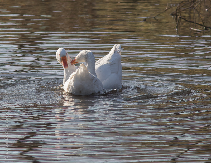 20150222-ganzenspel