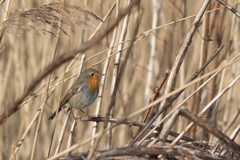 20150222-roodborst