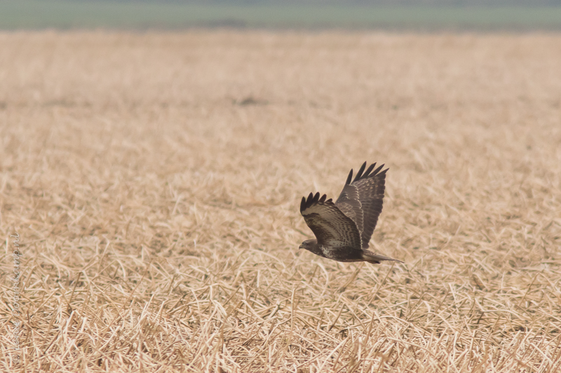 20150226-buizerd