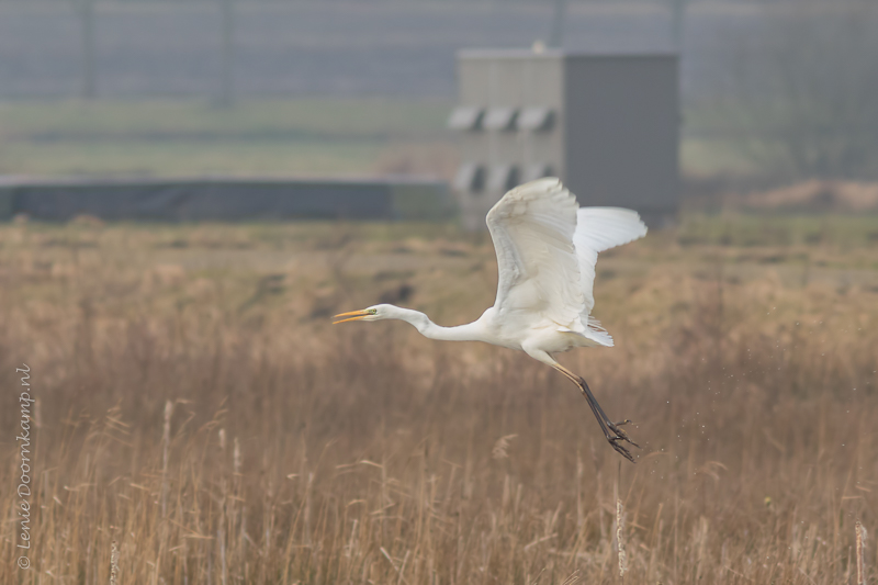 20150226-grotezilverreiger