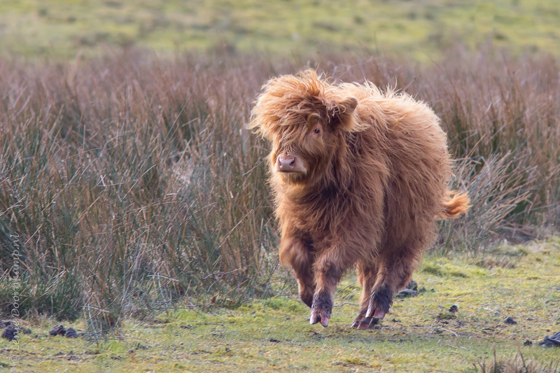 20150227-hooglander