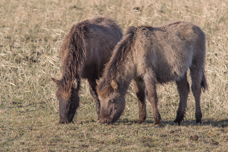 201502270konik-2