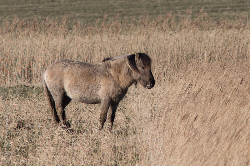 201502270konik