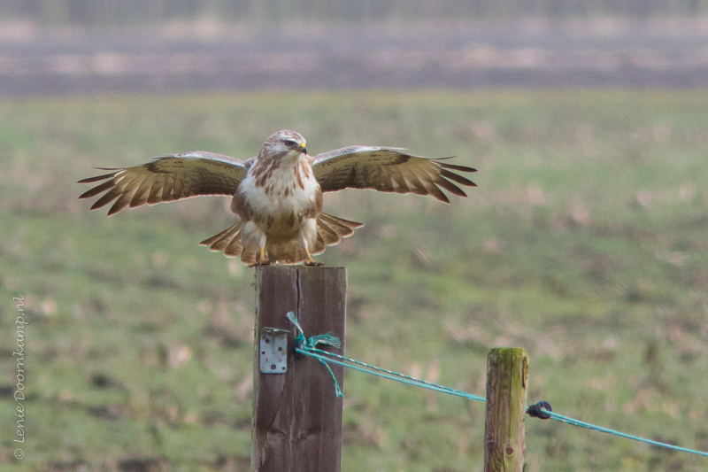 20150304-buizerd