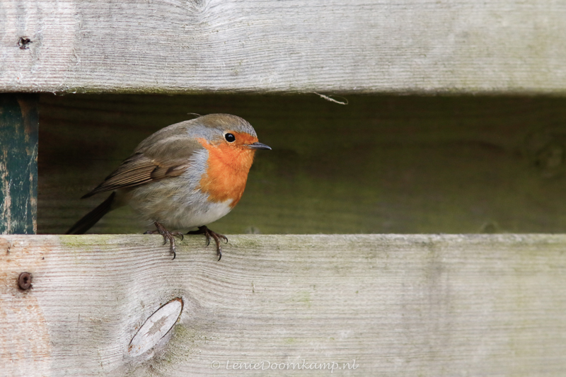 20150306-roodborst-2