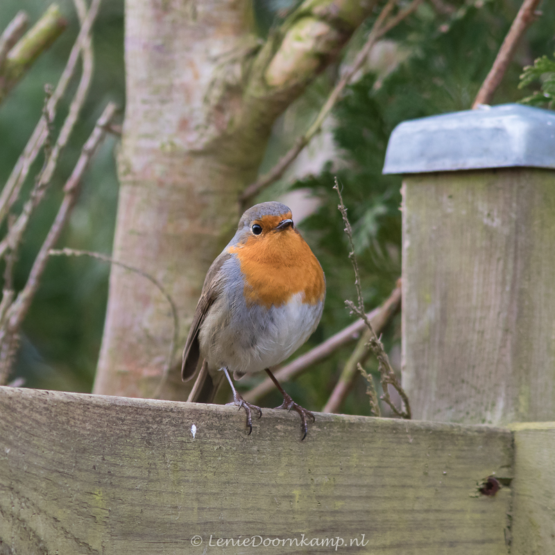 20150306-roodborst