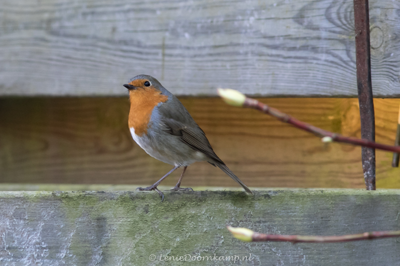 20150312-roodborst-2