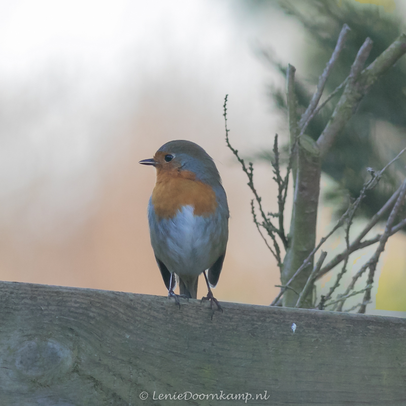 20150312-roodborst