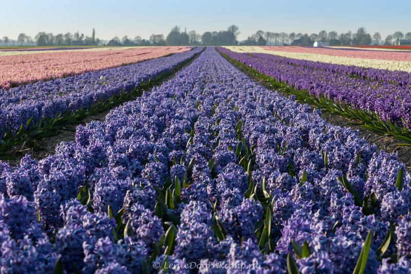 20150313-hyacintenveld-blauw