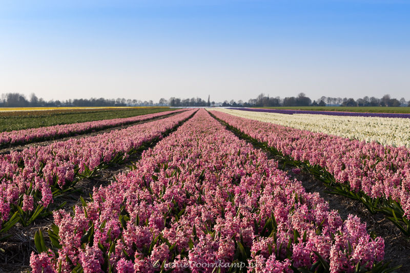 20150313-hyacintenveld-roze