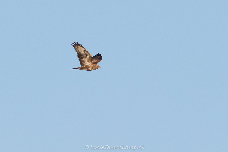 20150405-buizerd