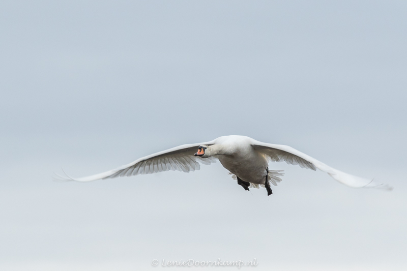 20150417-knobbelzwaan