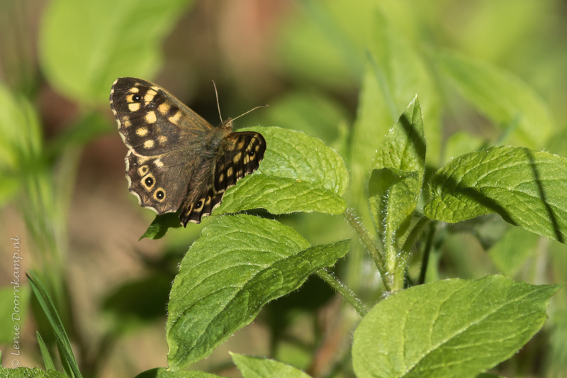 20150510-bontzandoogje