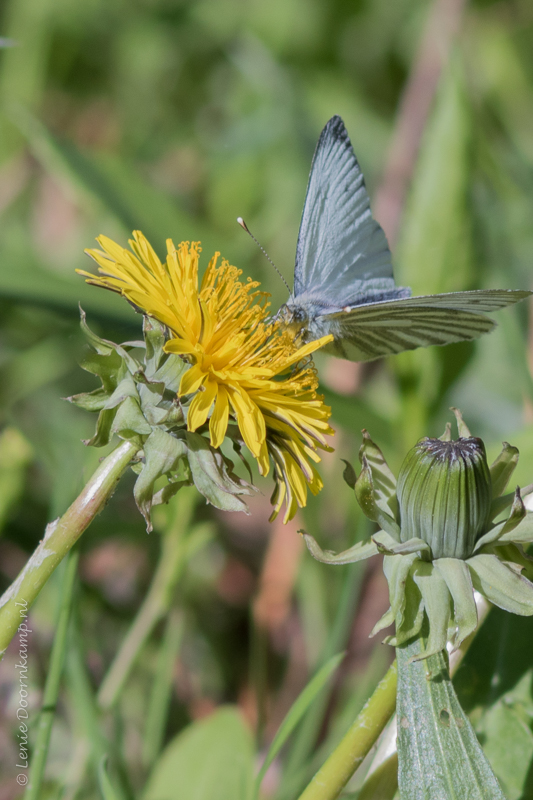 20150510-kleingeaderdwitje