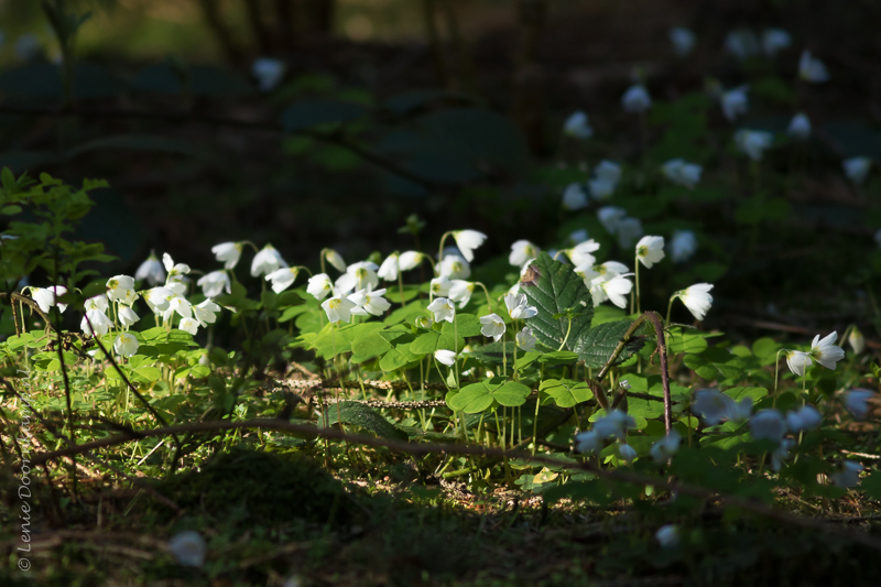 20150510-witteklaverzuring