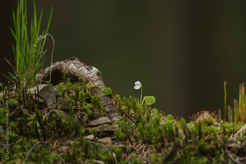 20150511-witteklaverzuring