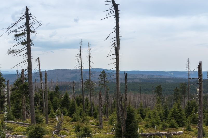 20150512-bomen-2