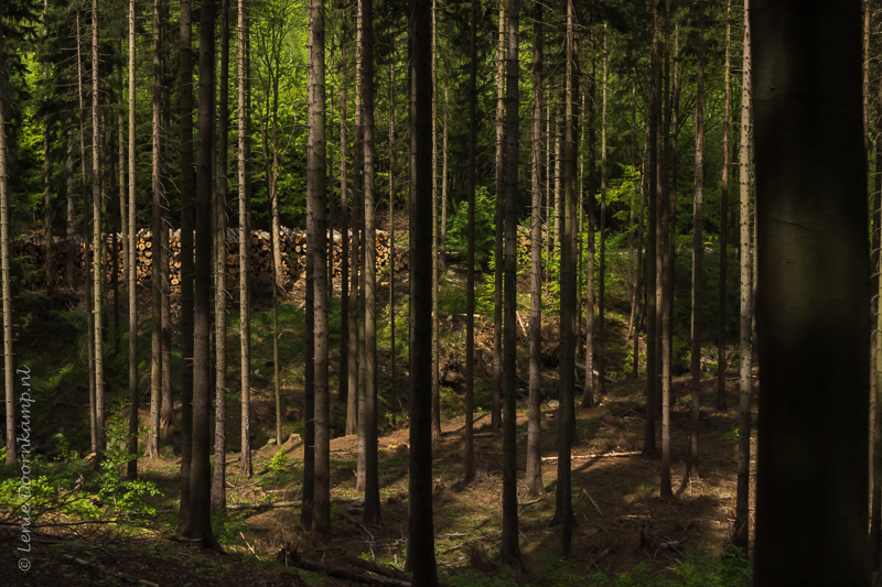 20150512-bomen