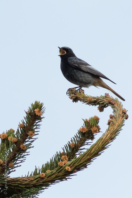 20150512-zwarte-roodstaart