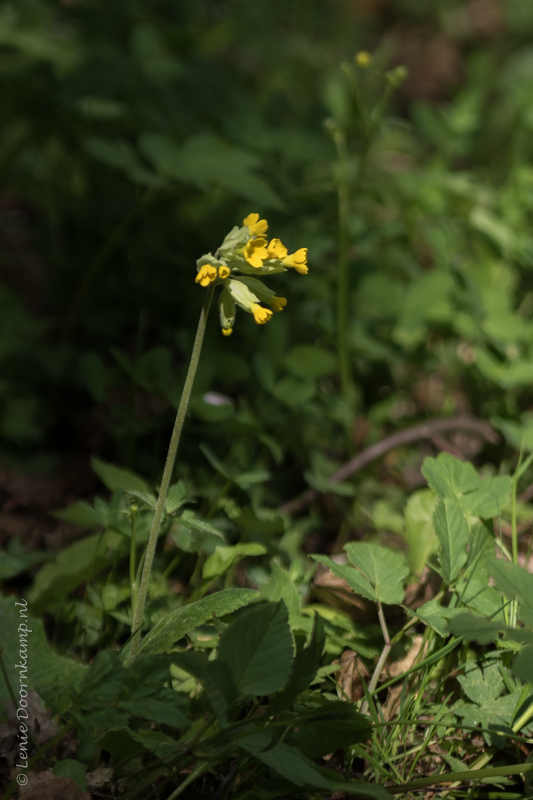 20150513-sleutelbloem