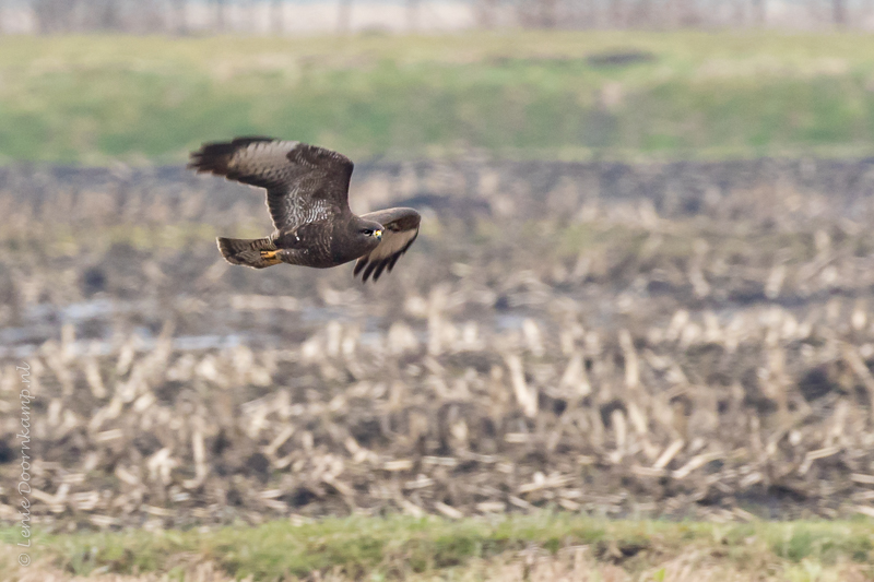 20160304-buizerd