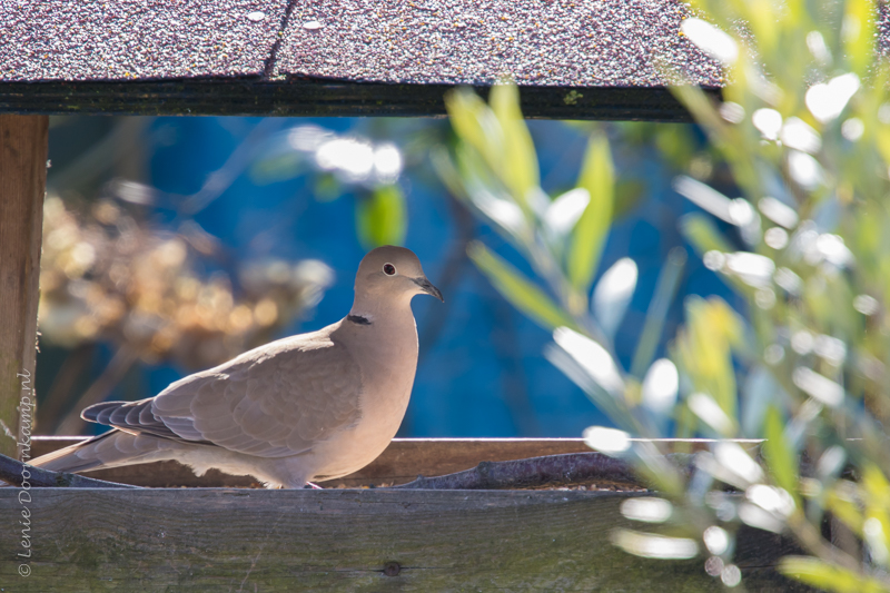 20160309-tortelduif