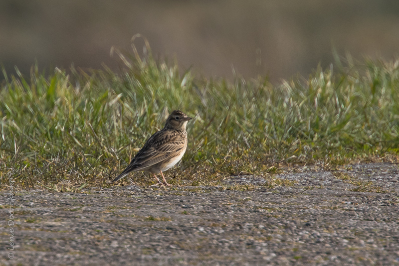 20160310-veldleeuwerik