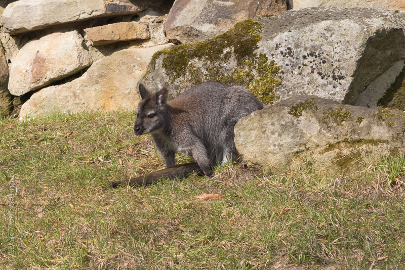 20160313-bennet-wallaby