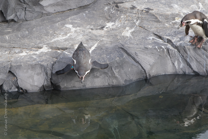 20160313-humboldtpinguins