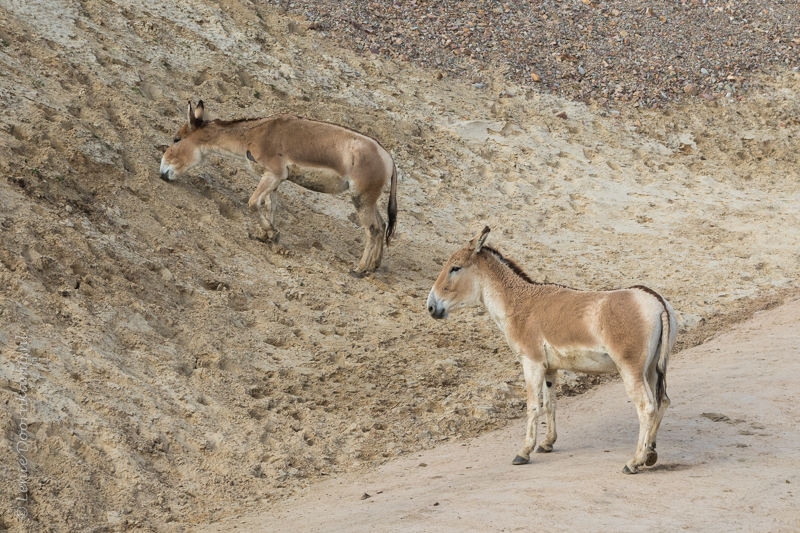 20160313-onagers