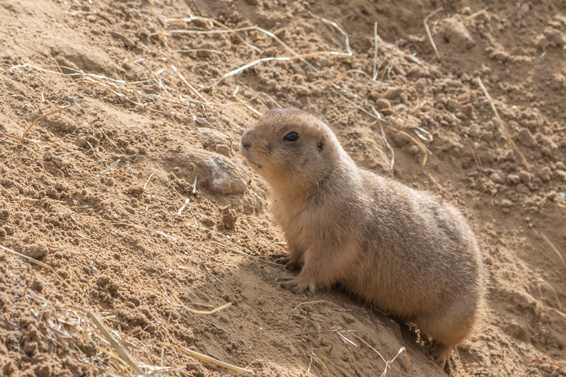 20160313-prairiehond