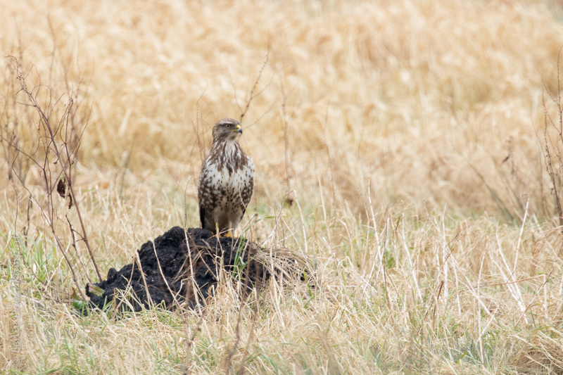 20160316-buizerd