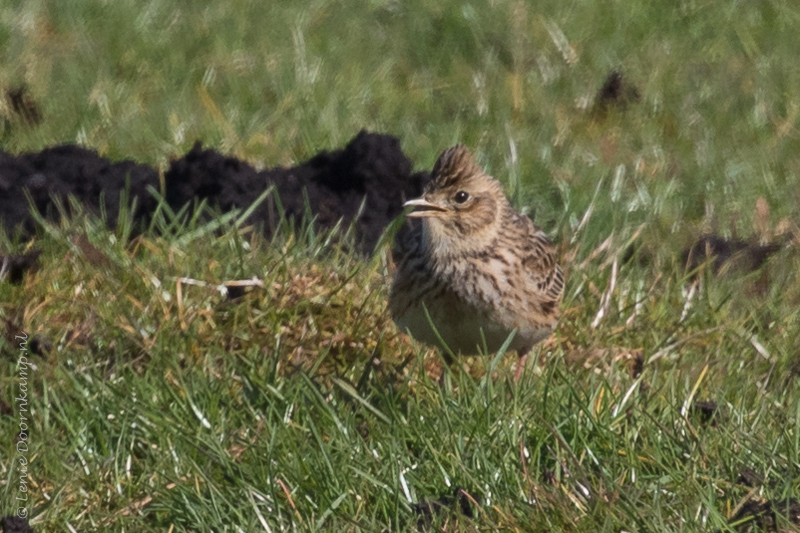 20160321-veldleeuwerik