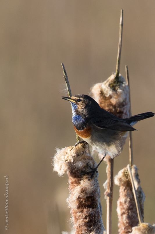 blauwborst 