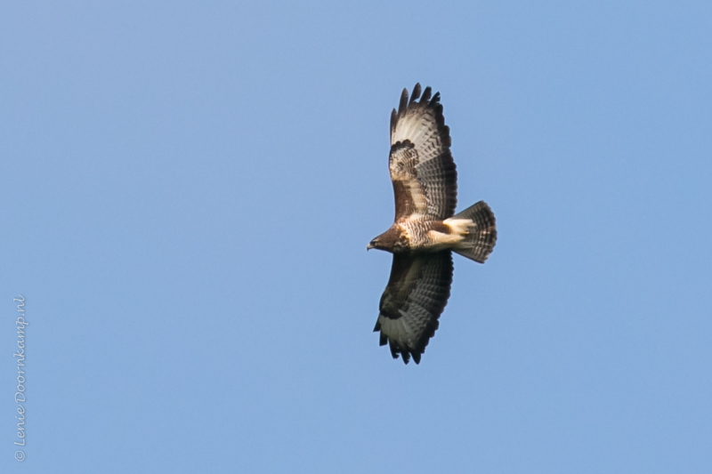 20160526-buizerd