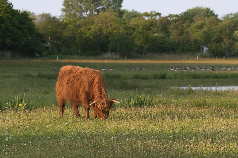 20160526-schotsehooglander