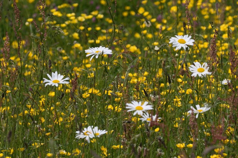 20160527-bloemen