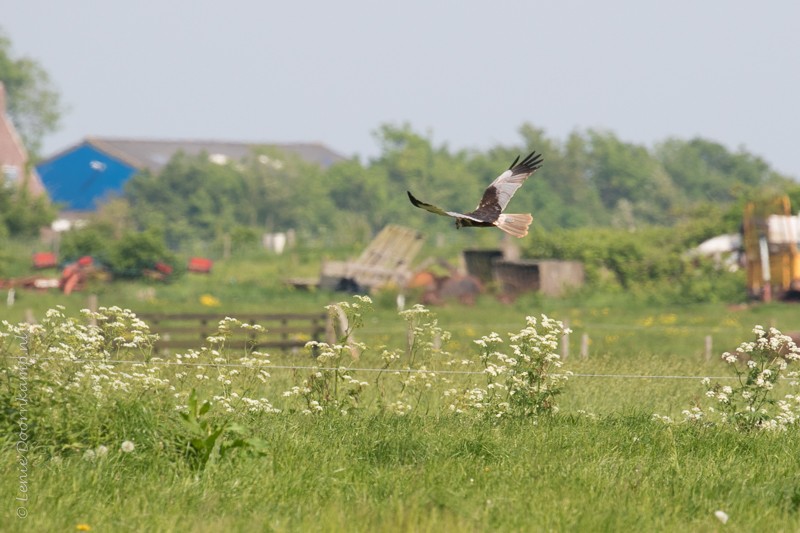 20160527-bruinekiekendiefman