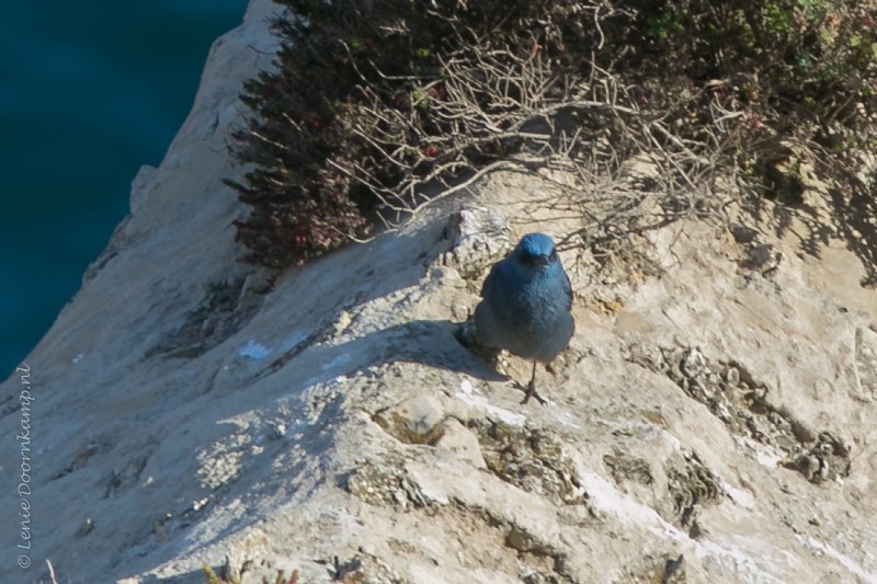 20160426-blauwerotslijster