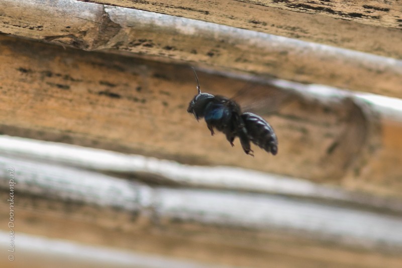 20160427-Alte-insect