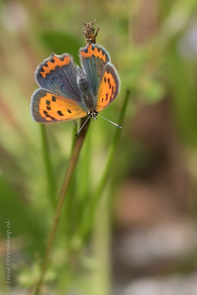 20160427-kleinevuurvlinder